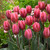 Tulip 'Pretty Princess'