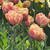 Tulip 'La Belle Epoque'