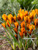 Crocus 'Orange Monarch'