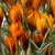 Crocus 'Orange Monarch'