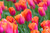 Tulip Orange Dynasty 11-12cm