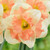 Narcissus Vanilla Peach 12/14cm