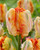 Tulip Parrot King
