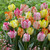 Tulip Parrot King