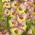 Gladioli Sapporo