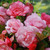 Begonia Splendide Alifra