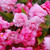 Begonia Splendide Alifra