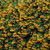 Pyracantha 'Golden Charmer' (9cm Pot)