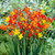 25 Crocosmia Mixed (Small Flowering)