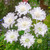 Scabiosa Snow Cushion