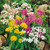 Allium Small Flowered Mixed
