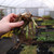 Iris sibirica 'Concord Crush'