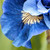 Iris sibirica 'Concord Crush'