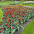 Tulip 'Slawa'