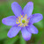 Anemone nemorosa 'Royal Blue'