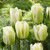 Tulip 'Green Spirit'