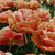 Tulip 'Copper Image'