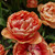 Tulip 'Copper Image'