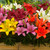 Short Stemmed Lilies Mixed