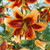 Lilium Debby