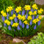 Narcissus 'Tete-a-Tete'