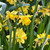 Narcissus Cyclamineus Tete a Tete 12-14cm