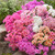 Lewisia cotyledon Mix