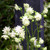 Aquilegia White Barlow