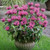 Monarda Flare Pink