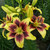 Lilium Pieton