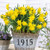 Narcissus 'Rip Van Winkle'