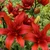 Lilium Red Twin