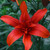 Lilium Red Twin