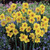 Narcissus 'Martinette'