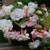 Begonia Splendide Ice Maiden