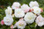 Begonia Mighty Mini Superba White