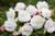 Begonia Mighty Mini White