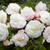 Begonia Mighty Mini White