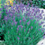 Lavender angustifolia Compact Super Scented
