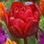 Tulip Red Princess