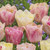 Tulip Silk Road