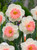 Narcissus Pink Parasol