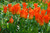 Tulip Flutes on Fire (Saver Sized Bulbs)