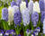 Hyacinth Fragrant Sea Mix