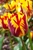 Tulip 'Flaming Sun'