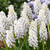 Muscari armeniacum Snowqueen 7/8cm