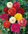 Ranunculus  Giant asiaticus Mix