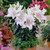 Lilium Muscadet