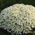 Saxifraga arendsii Schneeteppich (White)
