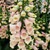 Digitalis Apricot Beauty